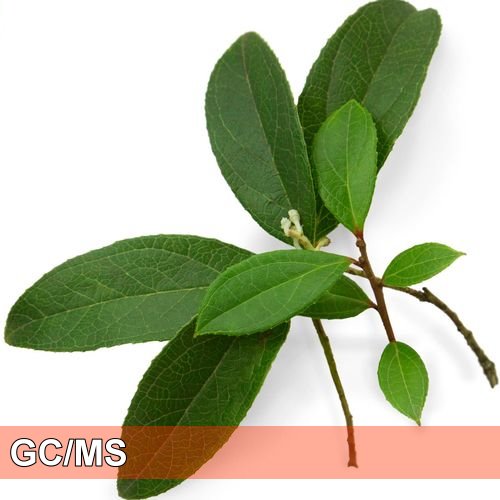 Wintergreen - 冬青